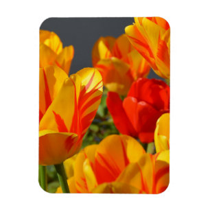 Ímã de Foto de Jardim de Tulipas Vermelhas e Amare