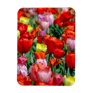 Ímã de Foto de Jardim de Tulipas Vibrantes Amarela