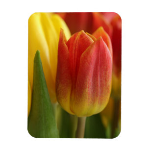 Ímã de Foto de Jardim de Tulipas Vibrantes Amarela