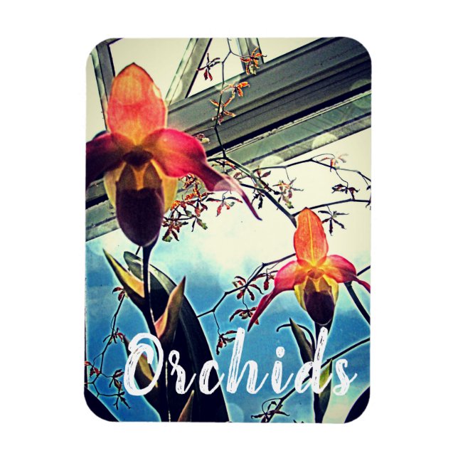 Ímã de Foto de Orquídeas Iluminadas pelo Sol (Vertical)