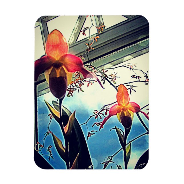 Ímã de Foto Flexível Orquídeas Iluminadas pelo Sol (Vertical)