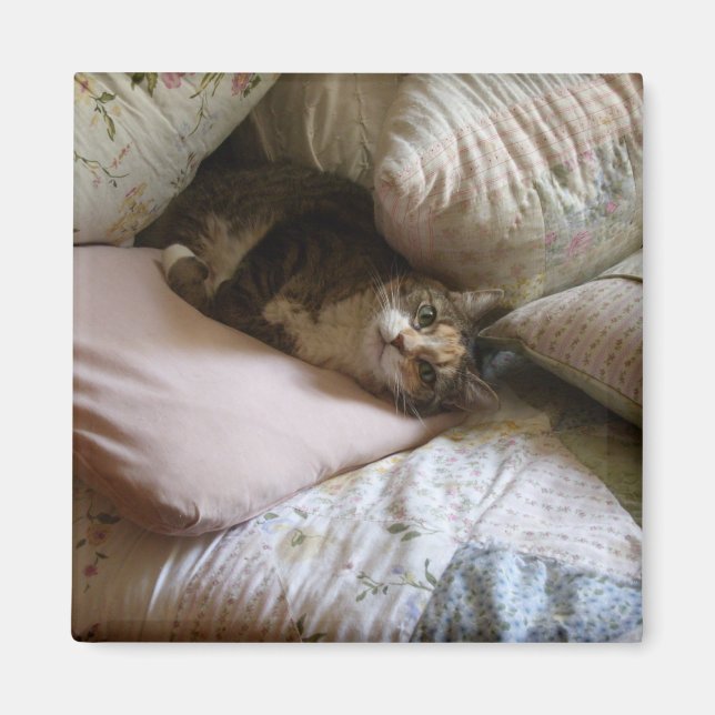 imã de gato travesseiro (Frente)