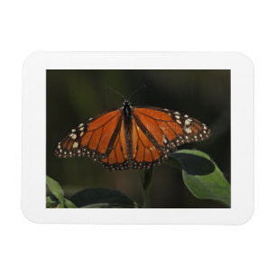 Ímã de Geladeira com Foto da Borboleta Laranja na