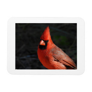 Ímã de Geladeira com Foto do Pássaro Vermelho Card