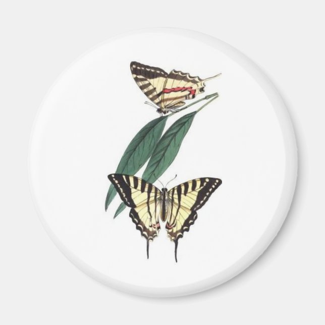 Imã de geladeira de aves exótica (Frente)