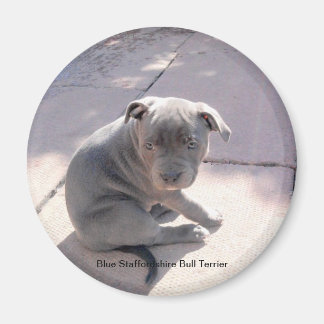 Imã de geladeira de Blue Staffordshire Bull Terrie