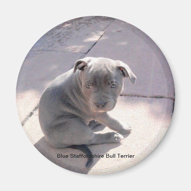 Imã de geladeira de Blue Staffordshire Bull Terrie (Frente)