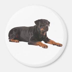 IMÃ DE GELADEIRA DE CACHORRO ROTTWEILER