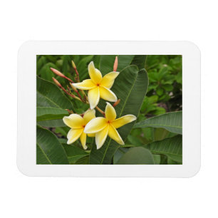 Ímã de Geladeira de Foto de Flor Tropical Plumeria