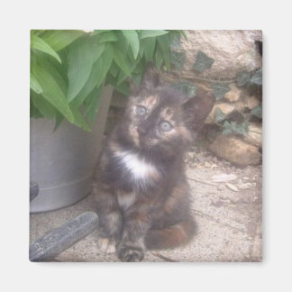 Imã de geladeira de Gato