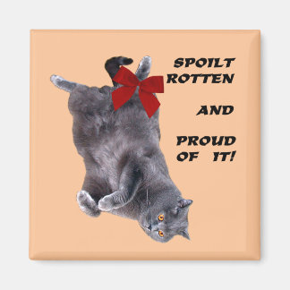 Imã de geladeira de Gato de Shorthair Azul