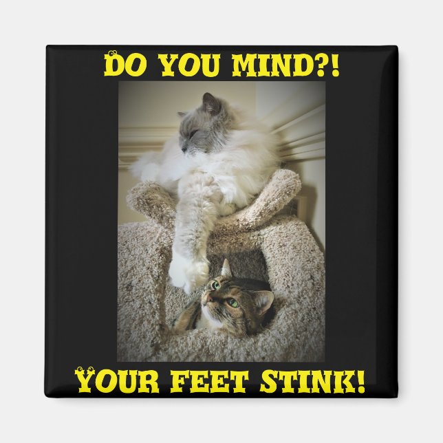 Imã de geladeira de Gatos Engraçados (Frente)