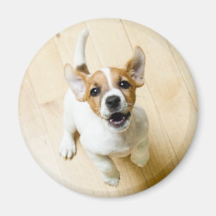 Imã de geladeira de Jack Russel Terrier