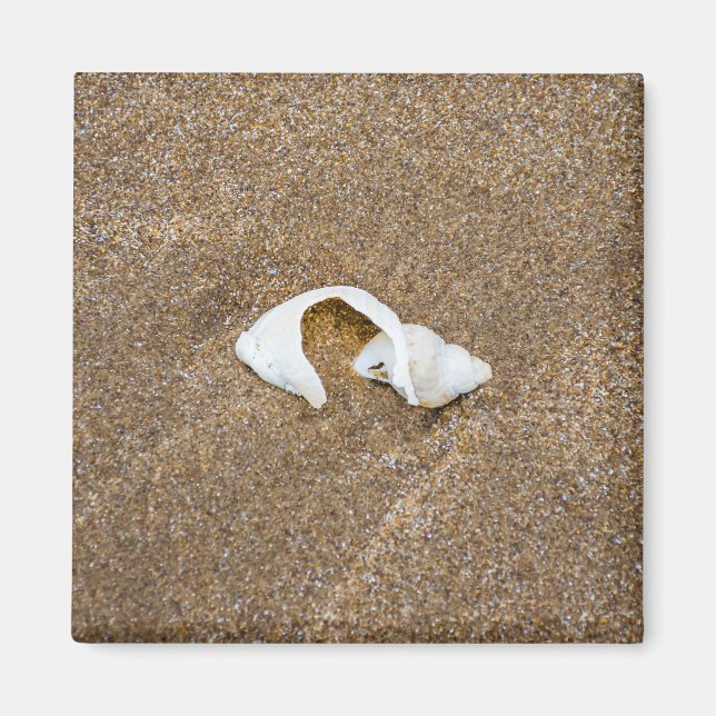 Imã de geladeira de shell quebrado (Frente)