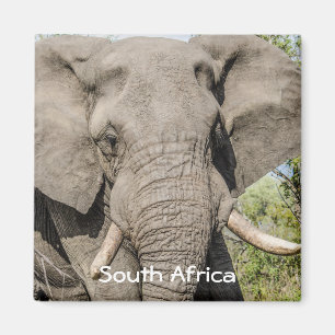 Imã de geladeira do elefante - África do Sul