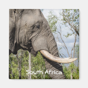 Imã de geladeira do elefante - África do Sul