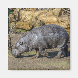 imã de geladeira Pygmy Hippo