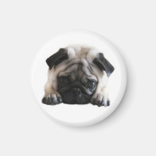 Imã de geladeira redonda dos Pugs de SweetPea