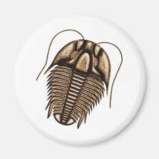 Imã de geladeira Trilobite