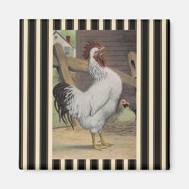Imã de geladeira White Rooster de França (Frente)