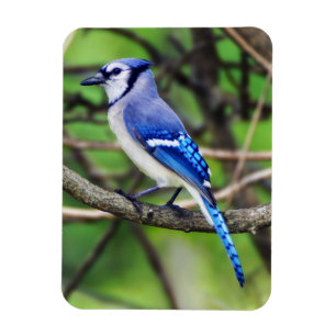 Ímã de Jay azul