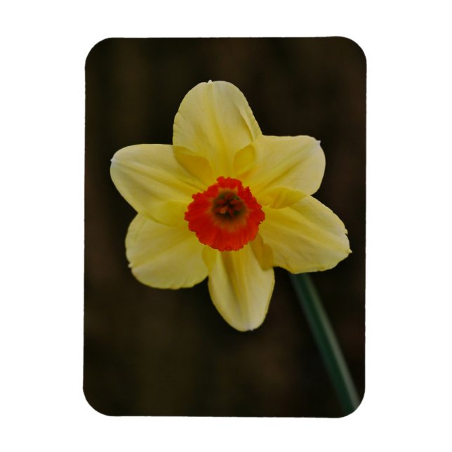 Ímã de Narciso (Vertical)