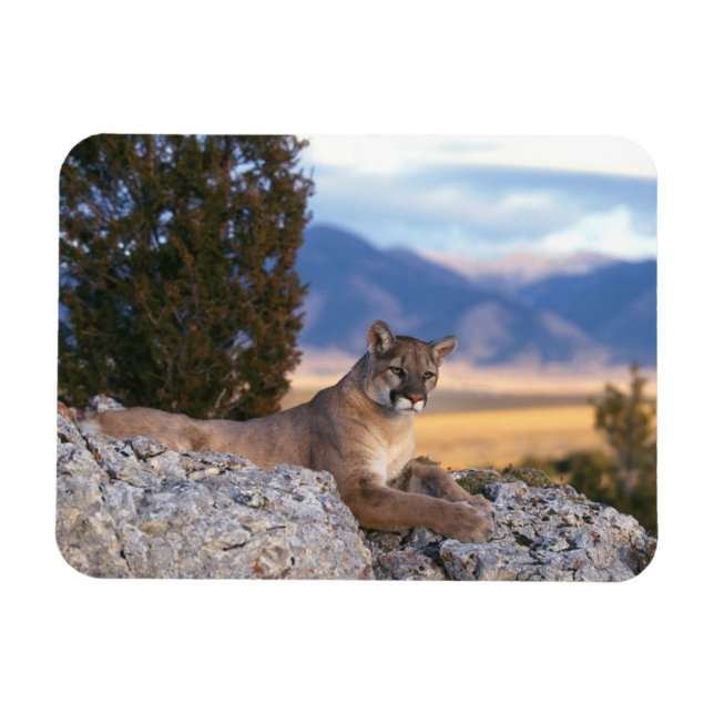 Ímã de Puma (Horizontal)
