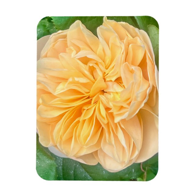 Ímã de Rosa Amarela (Vertical)