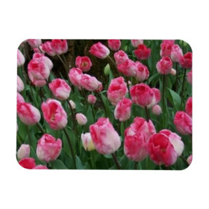 Ímã de Tulipas