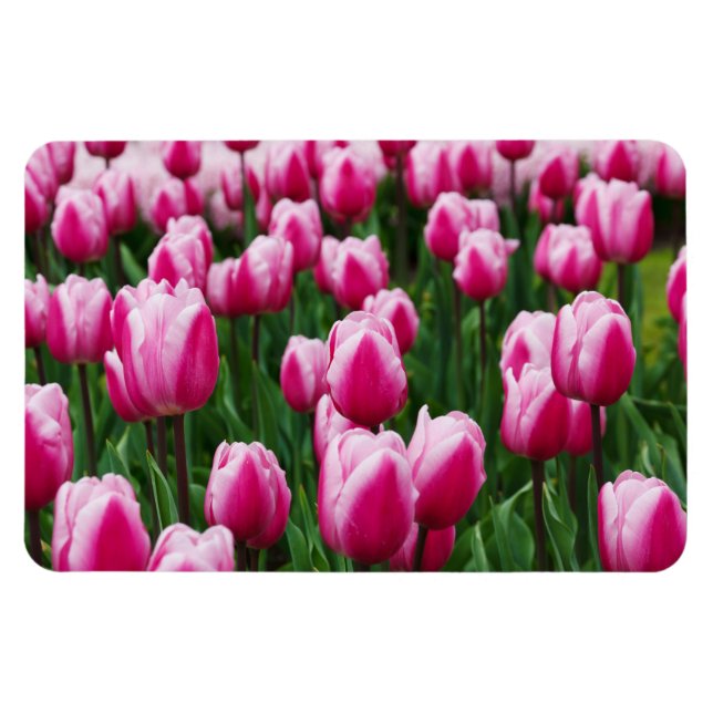 Ímã de Tulipas Rosa (Horizontal)