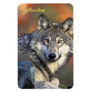 Ímã de Yellowstone-Lobo