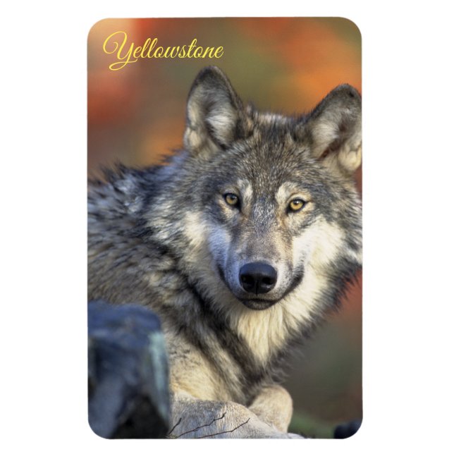 Ímã de Yellowstone-Lobo (Vertical)