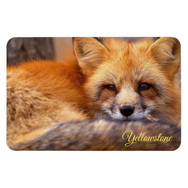 Ímã de Yellowstone-Raposa Vermelha (Horizontal)