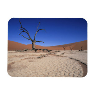 Ímã Dead Vlei, Sossusvlei, Parque Nacional Namib-Naukl