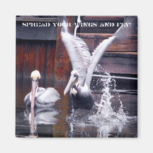 Imã Decolagem do pelicano
