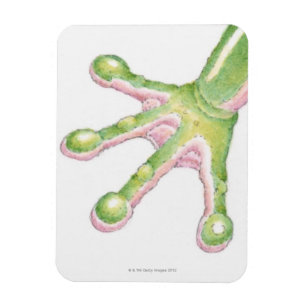 Ímã Dedos do pé do sapo de árvore