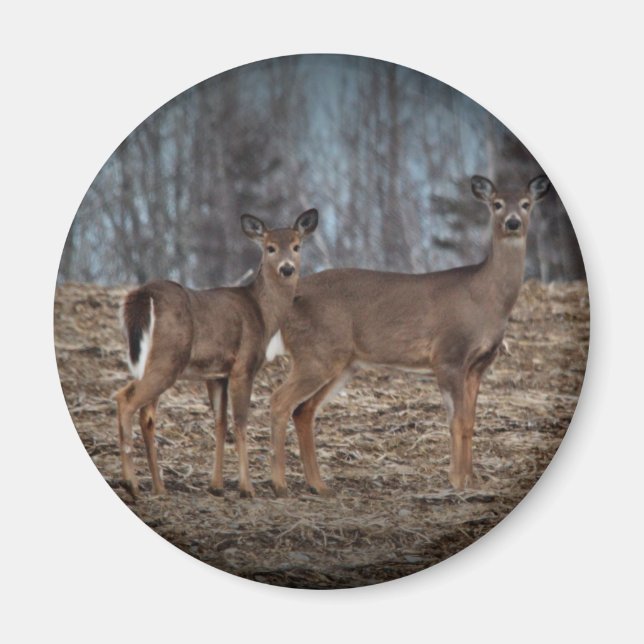 Imã Deer_0337v (Frente)