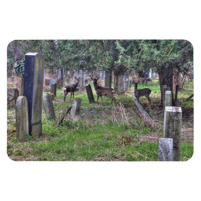 Ímã Deer At Zentralfriedhof (Horizontal)