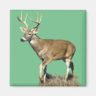 Imã Deer Buck Branco