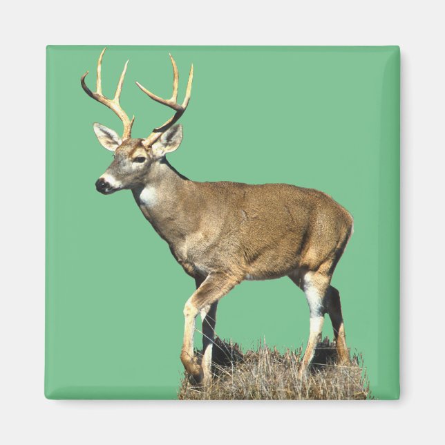 Imã Deer Buck Branco (Frente)