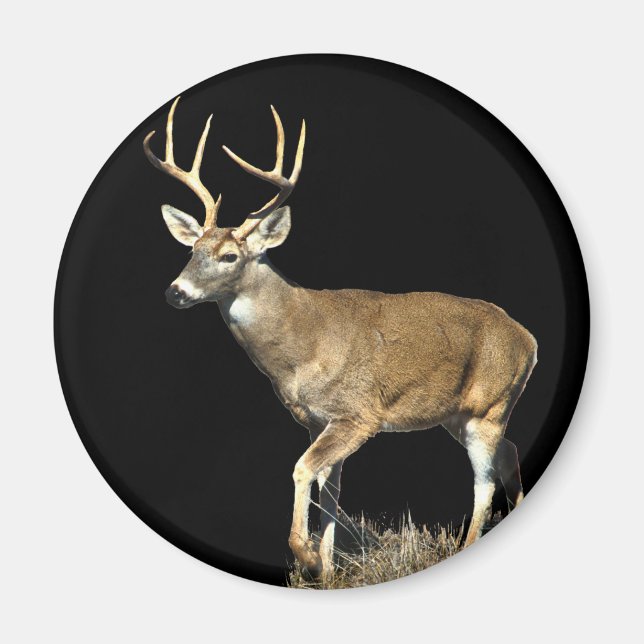 Imã Deer Buck Branco (Frente)