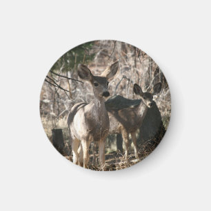 Imã Deer dizendo olá