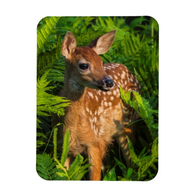 Ímã Deer Fawn de cauda branca | Minnesota (Vertical)