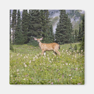 Imã Deer no Paraíso Park