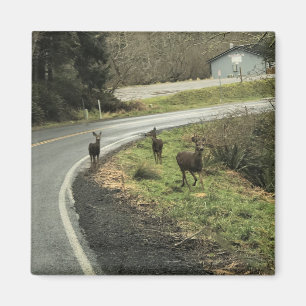 Imã Deer on Road, Cape Desapontamento, WA