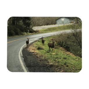 Ímã Deer on Road, Cape Desapontamento, WA