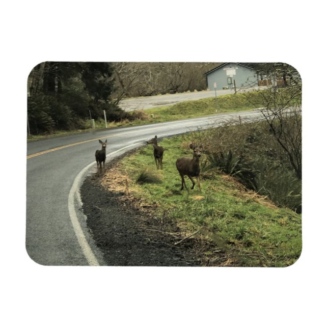 Ímã Deer on Road, Cape Desapontamento, WA (Horizontal)