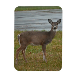 Ímã Deer Photo Magnet