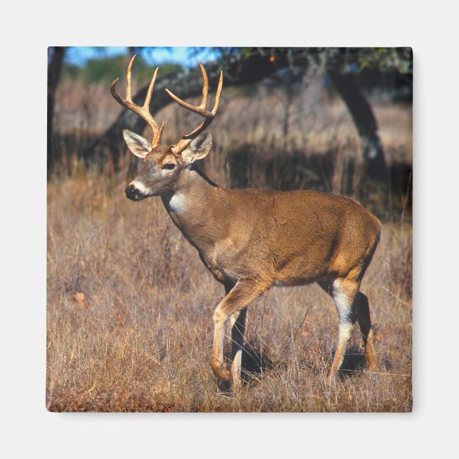 Imã Deer Wildlife Magnet (Frente)