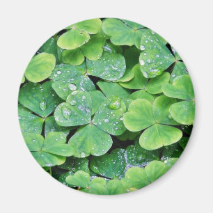 Imã Deerpark Ireland Clover Dew Drops